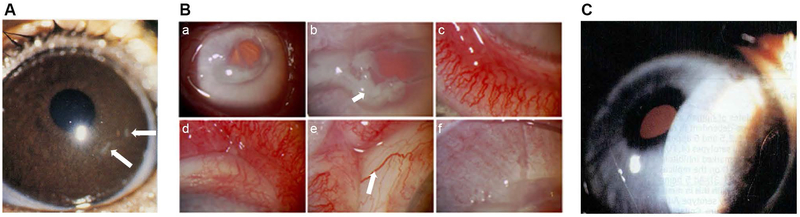 Fig. 6.