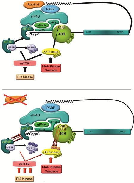 graphic file with name nihms-792118-f0001.jpg