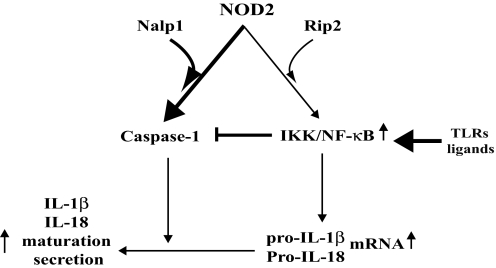 Fig. 5.