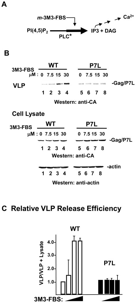 FIGURE 4