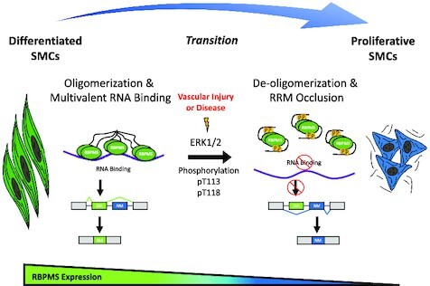 Graphical Abstract