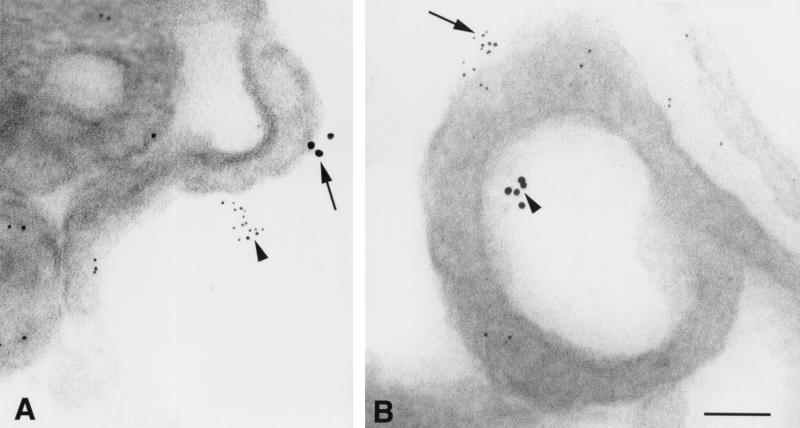 FIG. 8