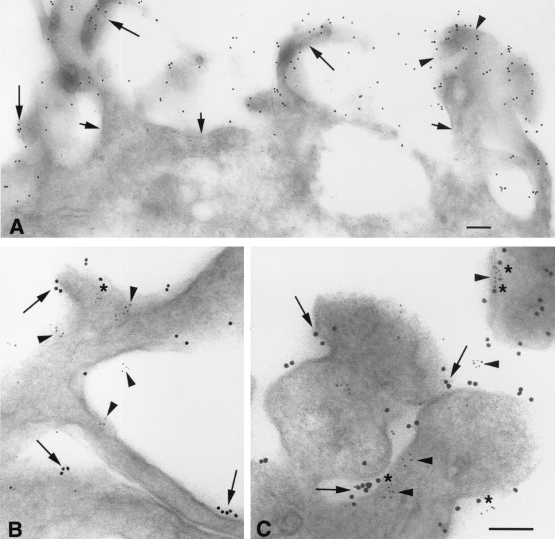 FIG. 6