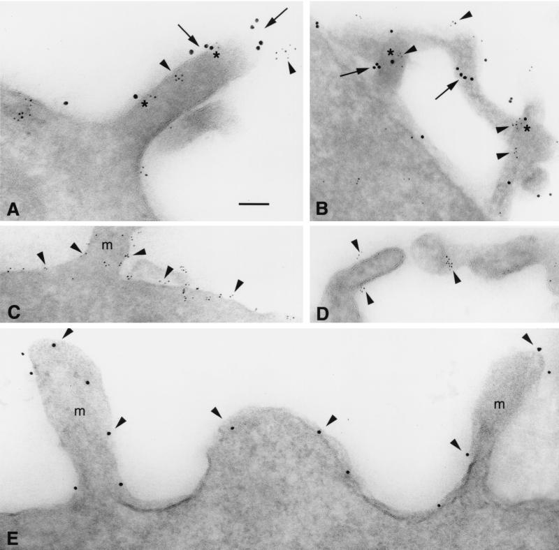 FIG. 7