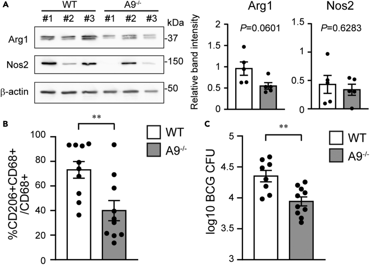 Figure 3