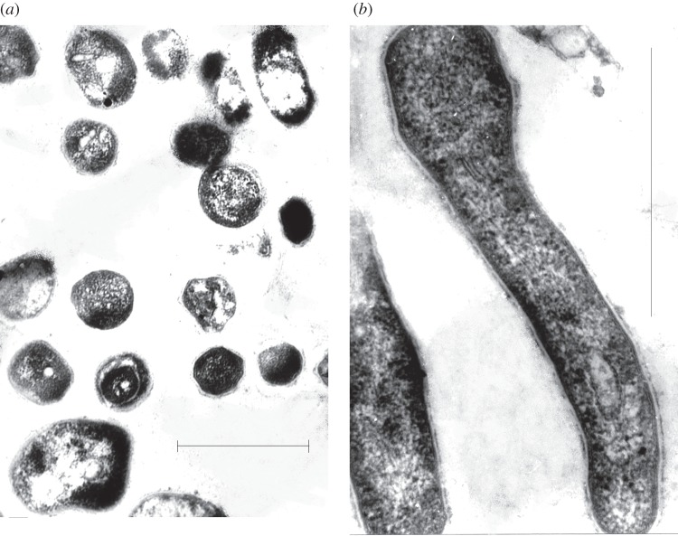 Figure 2.