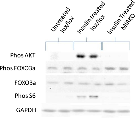 Fig. 7