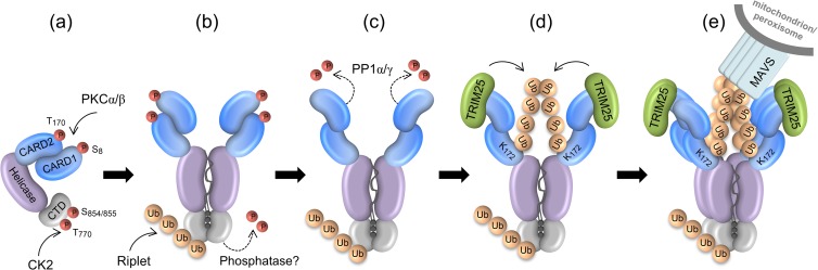 FIG 1