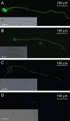 Fig. 2.