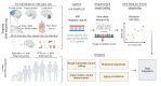 Figure 1. Experimental strategy. General scheme of our methodologic pipeline using targeted sequencing for variant discovery and in silico analyses of large independent cohorts spanning from fetal to older ages (BrainVar and GTEx databases). DNA obtained from 418 samples derived from normal brain and non–brain tissue were analyzed using MIPs, capturing genes associated with brain tumors, pan-cancer, and focal cortical dysplasia. Samples were deep-sequenced, and called variants were validated using Ion Torrent ultra-deep sequencing. Brain samples from BrainVar (n = 166) and GTEx (n = 1,640) databases were analyzed to discover oncogenic variants and to evaluate CNVs, mutational signatures, and aging correlations.