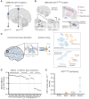 Figure 3. Oncogenic mutations are enriched in the white matter and glial cells. A, Schematic illustrating the discovery of the IDH1R132H mutation in the normal PFC of a 17-year-old individual (UMB1465). The mutation was identified in two adjacent WM samples and not present elsewhere, including GM from the same section or GM/WM from the following brain section. White matter is mainly composed of neuronal axons, astrocytes, oligodendrocytes, and OPCs, whereas GM is a combination of neurons with glial cells. B, Illustration of the two focal and distant pathogenic mutations found within the same brain. C, Schematic of nuclear sorting protocol to isolate neuronal (NEUN+) and nonneuronal cells (NEUN−). Nuclei were evaluated using single-cell RNA-seq. t-distributed stochastic neighbor embedding plot of 3,700 NEUN+ nuclei, showing an exclusive presence of excitatory and inhibitory neurons but not glia (top). Evaluation of 1,800 NEUN− nuclei showing the presence of glial cells but not neurons (bottom). D, Fold-change gene expression of NEUN− versus NEUN+ nuclei subdivided by different brain cell types. E, Genotyping of the IDH1R132H mutation by digital droplet PCR (ddPCR). Graph shows the ratio of mutant/wild-type droplets analyzed in different sorted populations (each data point corresponds to 300 sorted nuclei), showing a nominal enrichment in the NEUN− glial fraction. Genomic DNA without the IDH1 R132H mutation was used as a control for the ddPCR reaction (CTRL).