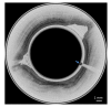 Fig. 9