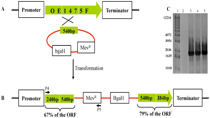 Figure 4