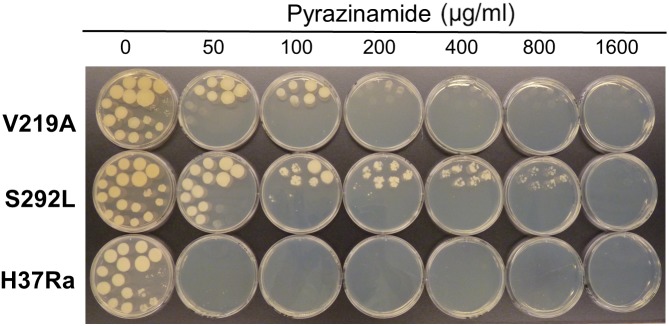 FIGURE 3