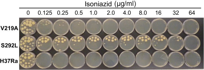 FIGURE 2