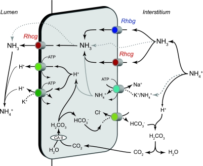 Fig. 6.