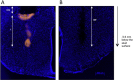 Supplementary Figure 1