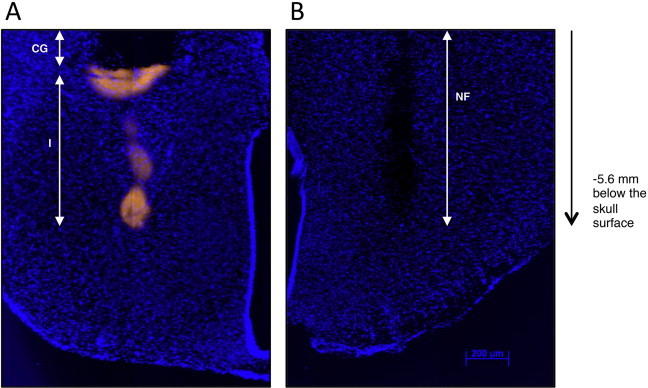 Supplementary Figure 1