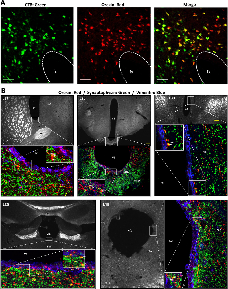 Figure 3: