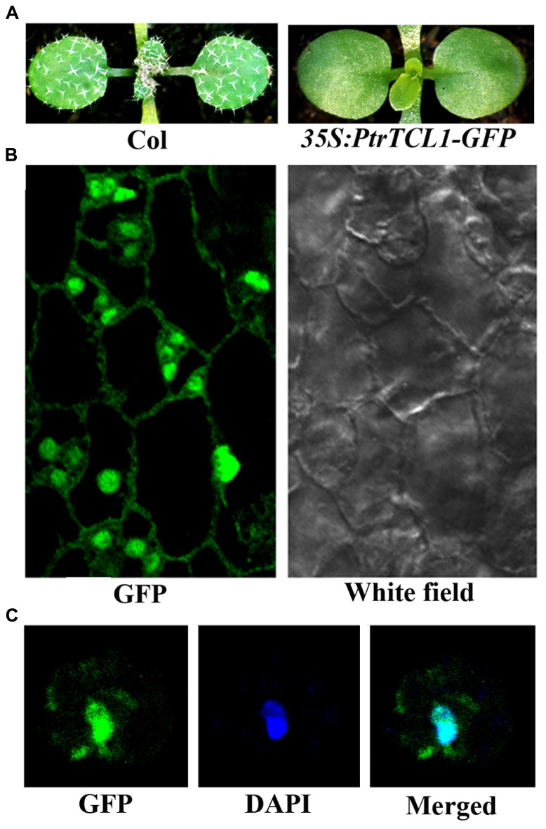 FIGURE 5