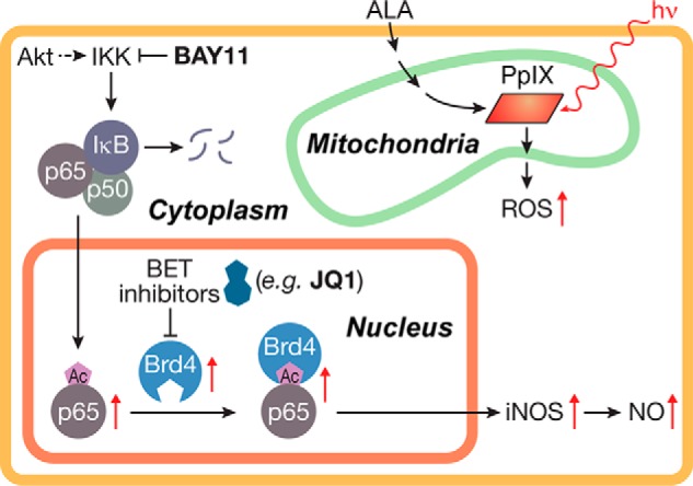 Figure 11.