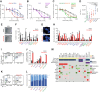 Figure 1. Elimusertib shows antitumor activity in a broad spectrum of pediatric cancer cell lines. A–C, Dose–response curves of the cell viability for ARMS (A), ERMS (A), Ewing sarcoma (B), MNA NB (C), and NMNA NB cell lines (C) treated with the ATR inhibitor elimusertib compared with non-cancer cell lines BJ and RPE (n = 3; 50% inhibitory concentrations, IC50, and area under the curve, AUC, values are listed in Supplementary Table S1). D, AUC corresponding to the graphs in (A–C; unpaired, two-sided Student t test, P = 0.0096, 0.0410, 0.0761, 0.1488, 0.8260 for MNA NB vs. Control, Ewing sarcoma vs. Control, ARMS vs. Control, NMNA_NB vs. Control, ERMS vs. Control, respectively). E, Representative pictures of a colony formation assay in 5,838 cells treated at corresponding IC50 value for 48 hours and cultivated for 7 days. F, Bar plot showing decrease in colony formation upon elimusertib treatment at the corresponding IC50 value for 48 hours and cultivation for 7–10 days (P = 0.0022, 0.0821, 0.4753, 0.0028, 0.0786, 0.0121, 0.0466, 0.0124, 0.1685, 0.2402, respectively; n = 3). G, Representative photomicrographs of micronuclei (white arrow) in cells treated with elimusertib. H, Fraction of micronucleated cells after treatment with elimusertib (20 nmol/L) for 72 hours (P = 0.0242, 0.0014, 0.0033, 0.0002, 0.0108, 0.0065, 0.520, 0.0061, 0.0312, 1.30×10−5, 0.0072, 0.0008, 0.0014, 0.0026, 0.0088, 0.1448, 0.0013, 0.3740, 0.0030, 0.0042, 0.0008, respectively; n = 3, with 50 cells per replicate). I, Representative gating for TUNEL labeling in 5,838 cells. J, Quantification of TUNEL signal in a set of pediatric solid tumor cell lines treated with elimusertib (20 nmol/L) for 72 hours. (P = 2.08×10−5, 0.0232, 0.0002, 0.0018, 0.0045, 6.38×10−7, respectively; n = 3). K, Representative gating for EdU and PI co-staining in 5,838 cells. L, Quantification of the fraction of cells in each cell-cycle phase in a set of pediatric solid tumor cell lines after elimusertib treatment (20 nmol/L) for 72 hours (n = 3; error bars represent standard deviation). M, Table of mutations (including translocations, single-nucleotide variants, and copy-number alterations) affecting genes associated with ATR inhibitor sensitivity in a subset of cell lines tested. *t test resulting in P < 0.05; **t test resulting in P < 0.01.