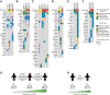 Figure 6. Genomic tumor evolution reveals mutations that are associated with altered response to elimusertib. A–F, Oncoplot showing mutations and CNVs present in PDX models for ARMS (A), ERMS (B), Ewing sarcoma (C), osteosarcoma (D), MNA NB (E), and NMNA NB (F). G, Timeline and chemotherapy treatment of a patient with ERMS and tumor response to elimusertib of the corresponding PDXs. The first PDX was established from a primary tumor. The patient received a cycle of vincristine, actinomycin D, and cyclophosphamide (VAC) complemented with low dosage of doxorubicin. A second line of treatment with irinotecan and temozolomide was added later on. Six months after the first biopsy, a biopsy from a relapsed tumor was used to establish a second PDX, and a new relapse after one month was used for the third PDX. H, Timeline and chemotherapy treatment of a patient with Ewing sarcoma and tumor response to elimusertib of the corresponding PDXs. The first PDX was established from a tumor biopsy used for diagnosis. The patient received a cycle of vincristine, ifosfamide, doxorubicin, and etoposide (VIDE) complemented with low dosage of doxorubicin. Four months after the initial biopsy, a biopsy from a relapsed tumor was used to establish a second PDX.