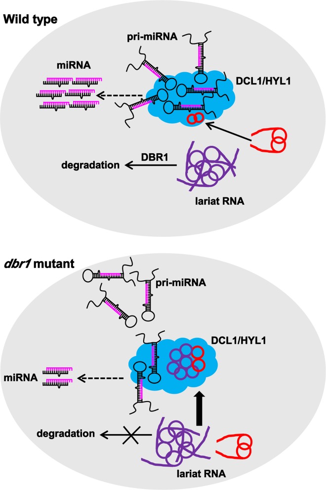 Fig 8