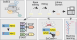 Graphical Abstract