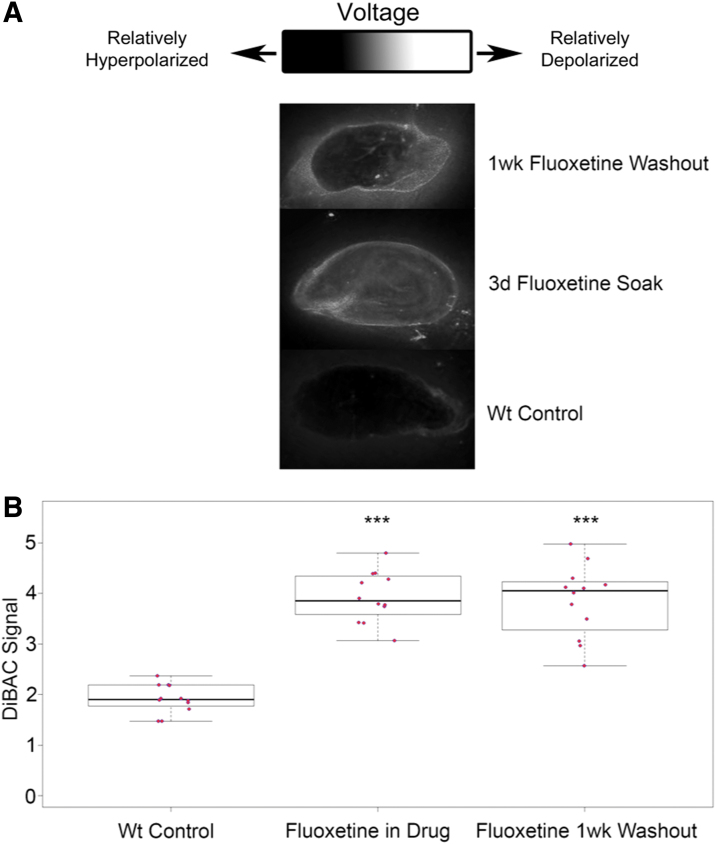 FIG. 1.