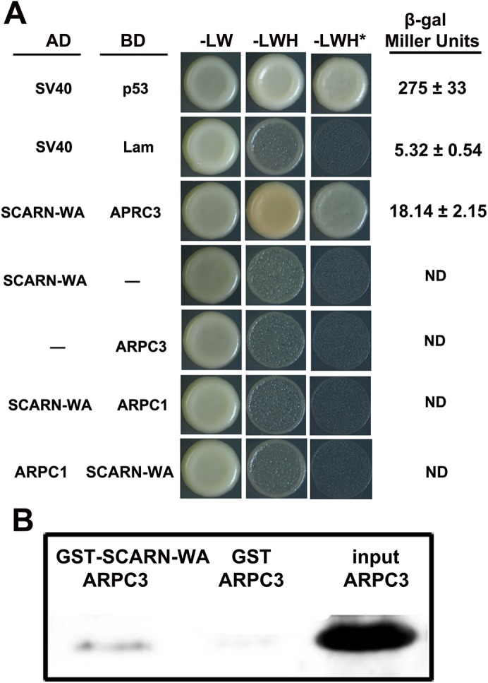 Fig 7