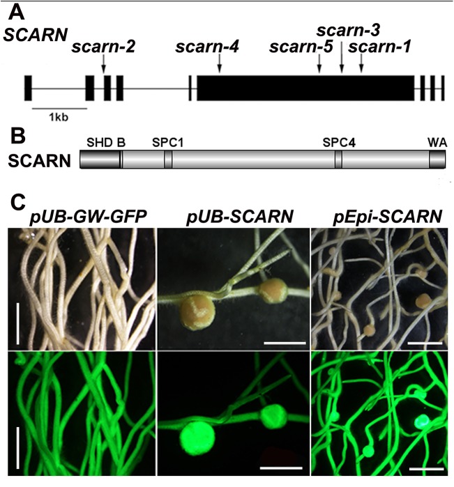 Fig 1