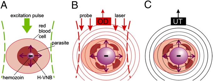 Fig. 1.