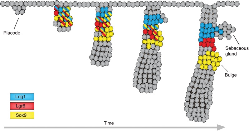 Fig. 2.