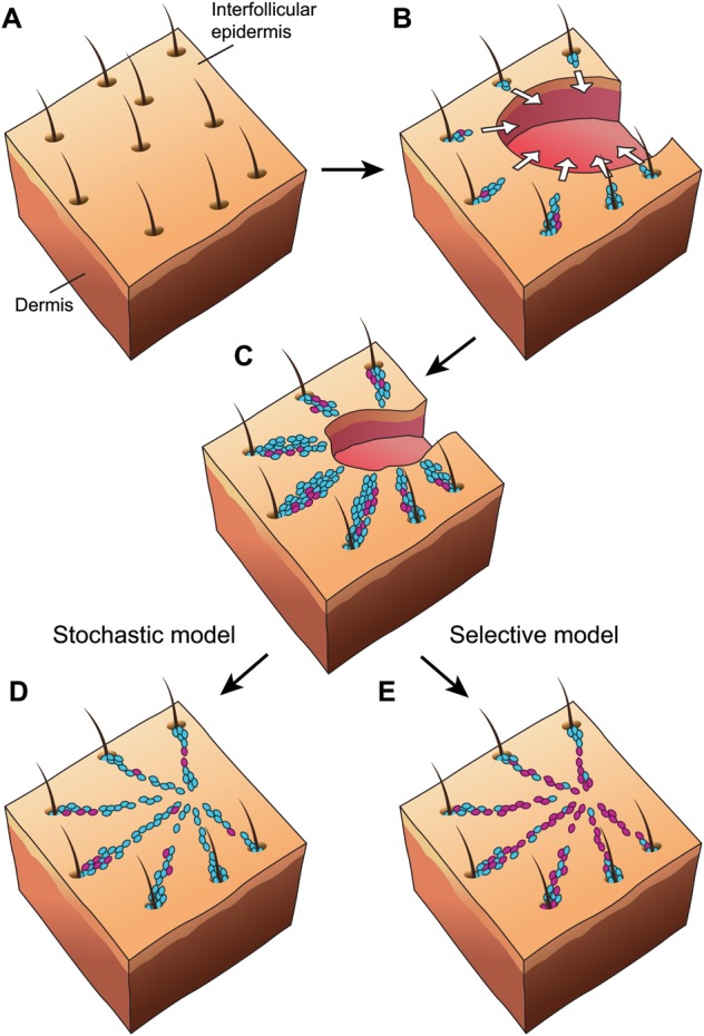 Fig. 3.