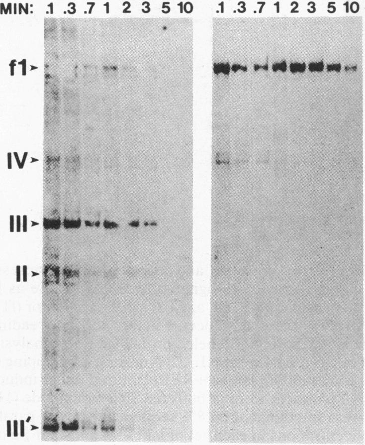 graphic file with name pnas00275-0130-a.jpg