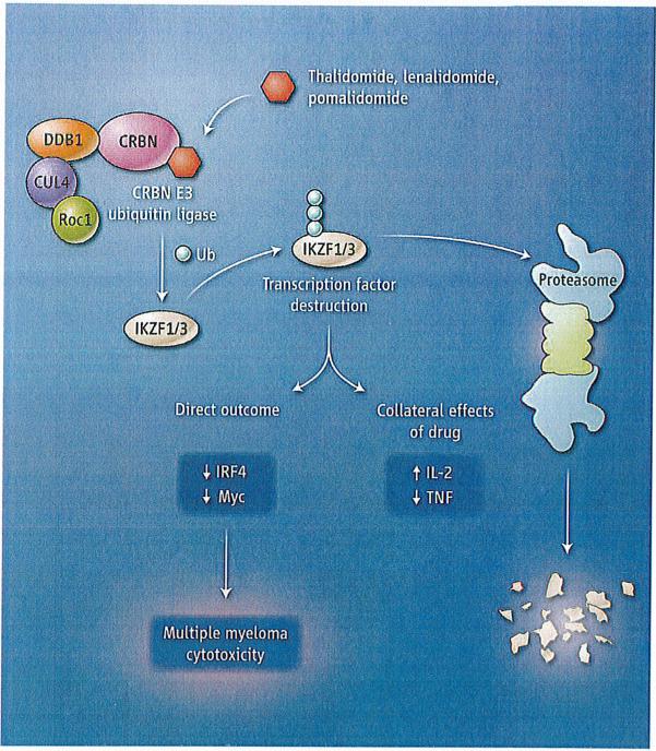 Immune modulators and myeloma