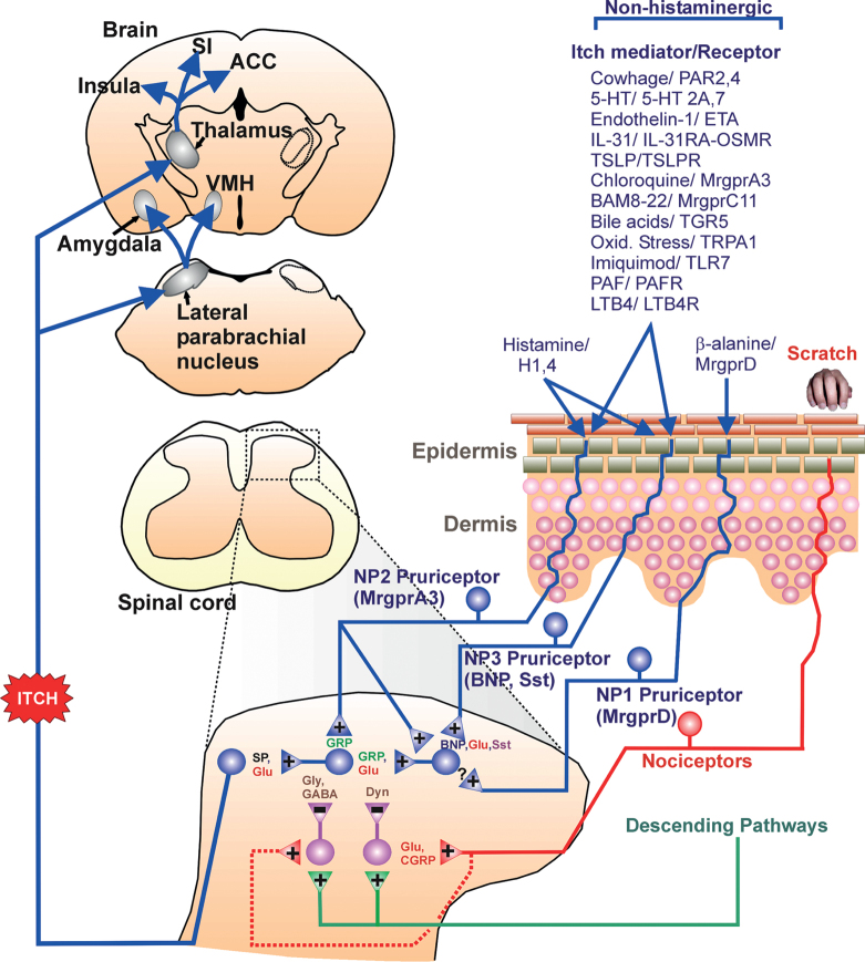 Fig. 1