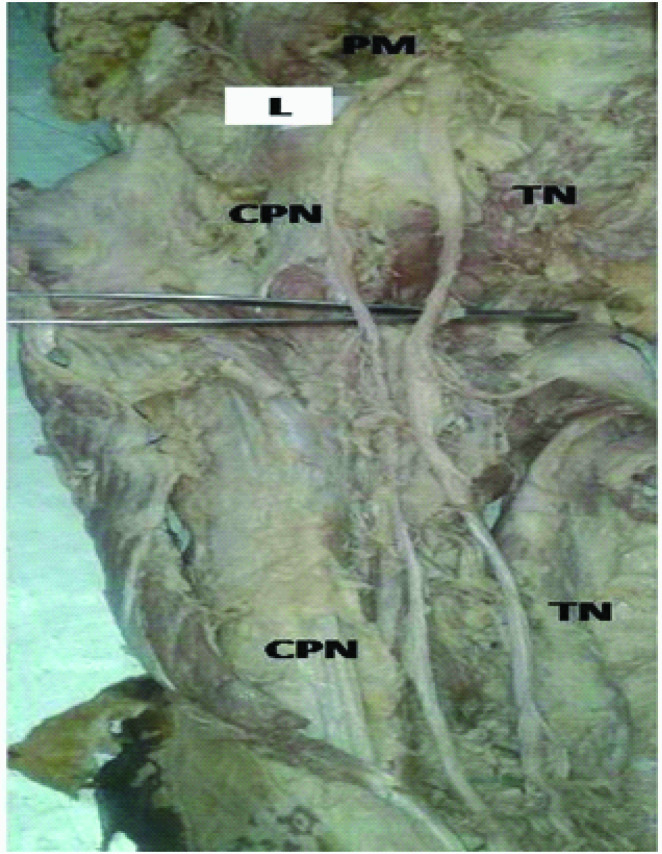 [Table/Fig-3]: