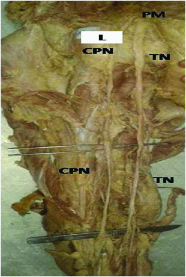 [Table/Fig-5]: