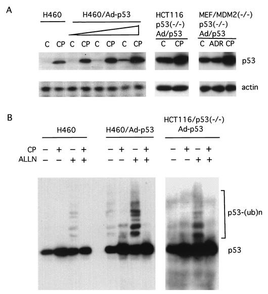 FIG. 6.