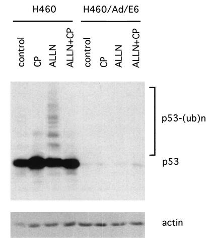 FIG. 5.