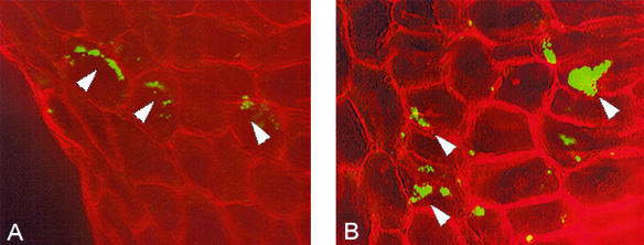 FIG. 1.