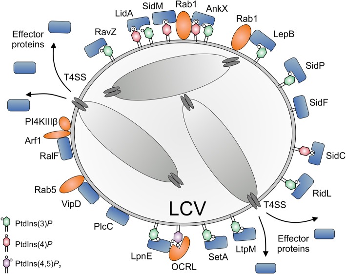 Figure 4