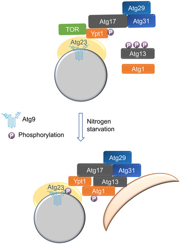 Figure 10