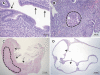 Fig. 7.