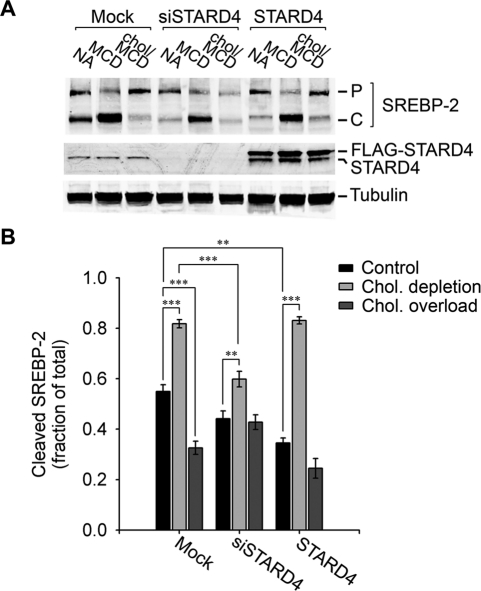 FIGURE 5: