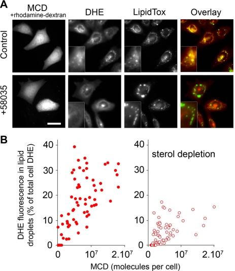 FIGURE 6: