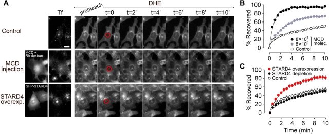 FIGURE 1: