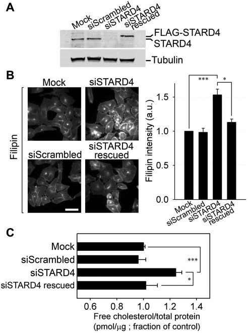 FIGURE 4: